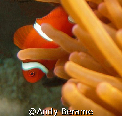 shy nemo @ dakit-dakit marine sanctuary, buyong, maribago... by Andy Berame 